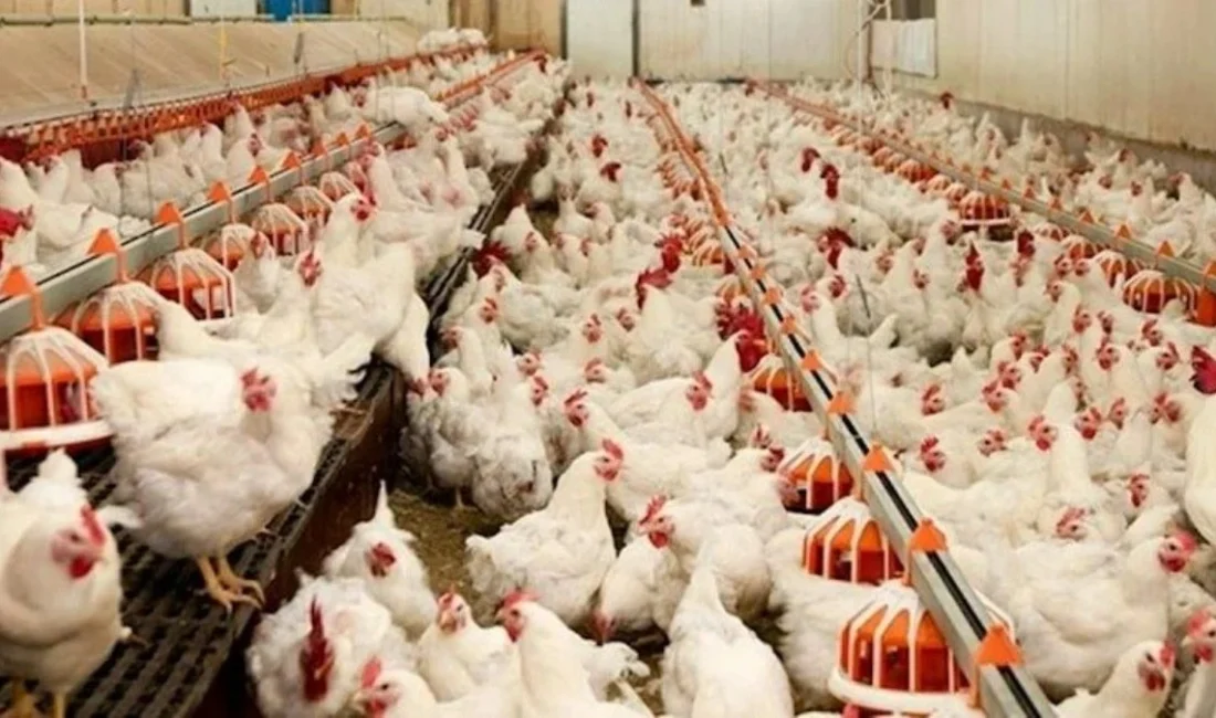 Beyaz et sektörüne yönelik yürütülen geniş kapsamlı soruşturmada ilk hukuki
