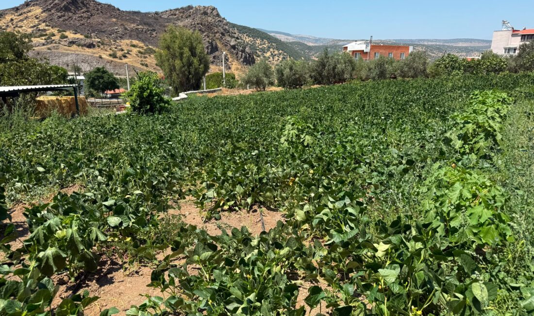 Menemen Belediyesi, yüz yılı aşkın süredir tarlalarını taşıma suyla sulamak