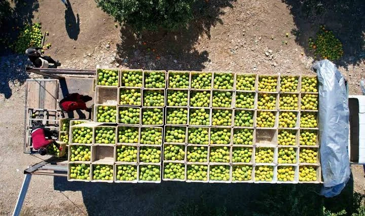 Tarımda yüksek pestisit alarmı: İhraç ürünleri kapıdan dönüyor