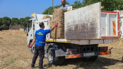 Buca Belediyesi, ilçenin köyler bölgesinde hayvancılıkla geçinen vatandaşların en büyük