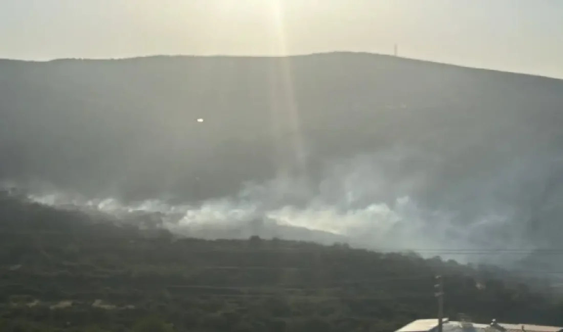 İzmir’in simge doğal yaşam alanlarından Bornova Homeros Vadisi yakınlarındaki ormanlık