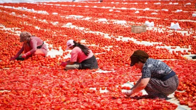 İzmir’in toplam sanayi domatesi üretiminde lider olan Torbalı’da, kavurucu sıcak