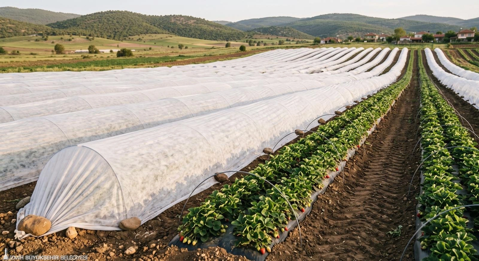 Büyükşehir’den domates ve çilek üreticisine iklim zırhı
