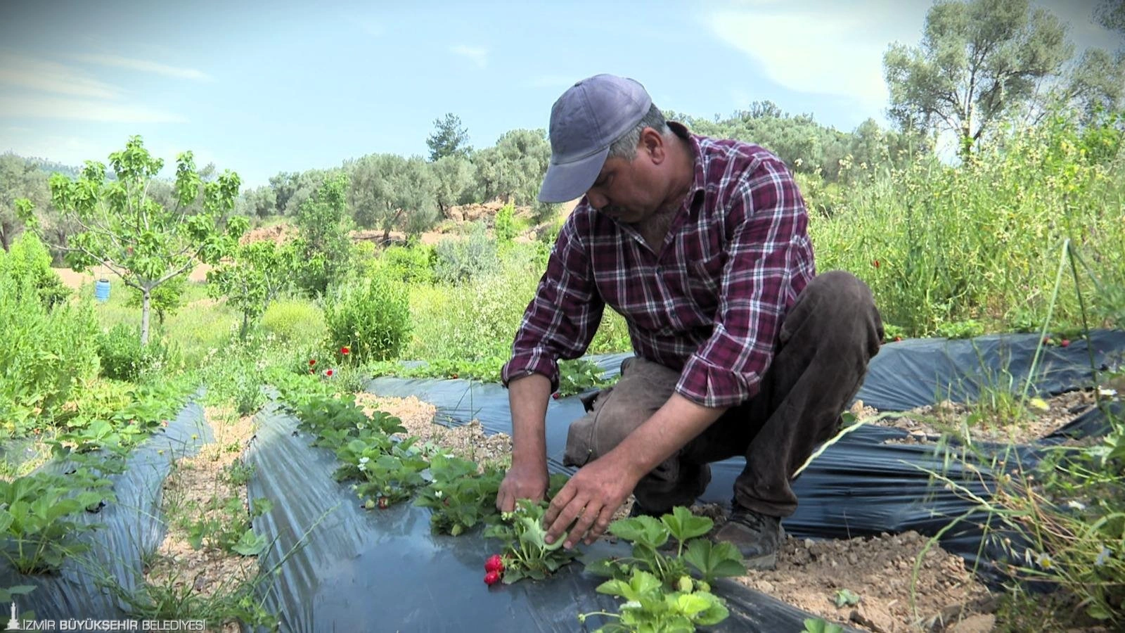 Büyükşehir’den domates ve çilek üreticisine iklim zırhı