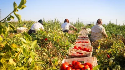 İzmir Büyükşehir Belediyesi, iklim krizine karşı yerel üreticiyi korumak amacıyla