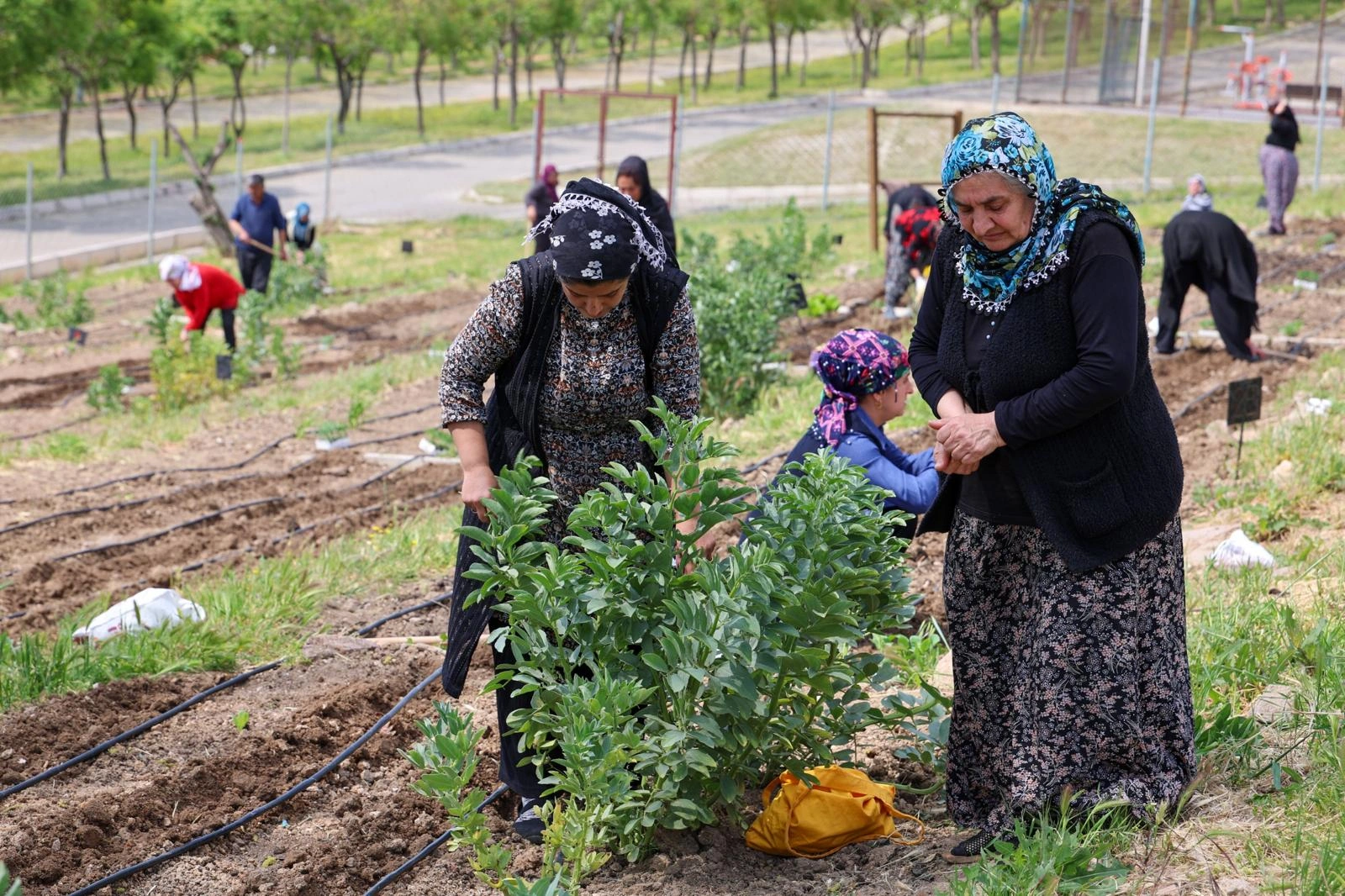 Toprakta hayat, sofrada bereket: Mahalle Bostanları’nda yaz hasadı 3 Toprakta hayat, sofrada bereket: Mahalle Bostanları’nda yaz hasadı