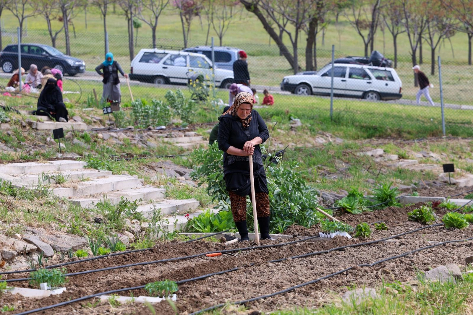 Toprakta hayat, sofrada bereket: Mahalle Bostanları’nda yaz hasadı 1 Toprakta hayat, sofrada bereket: Mahalle Bostanları’nda yaz hasadı