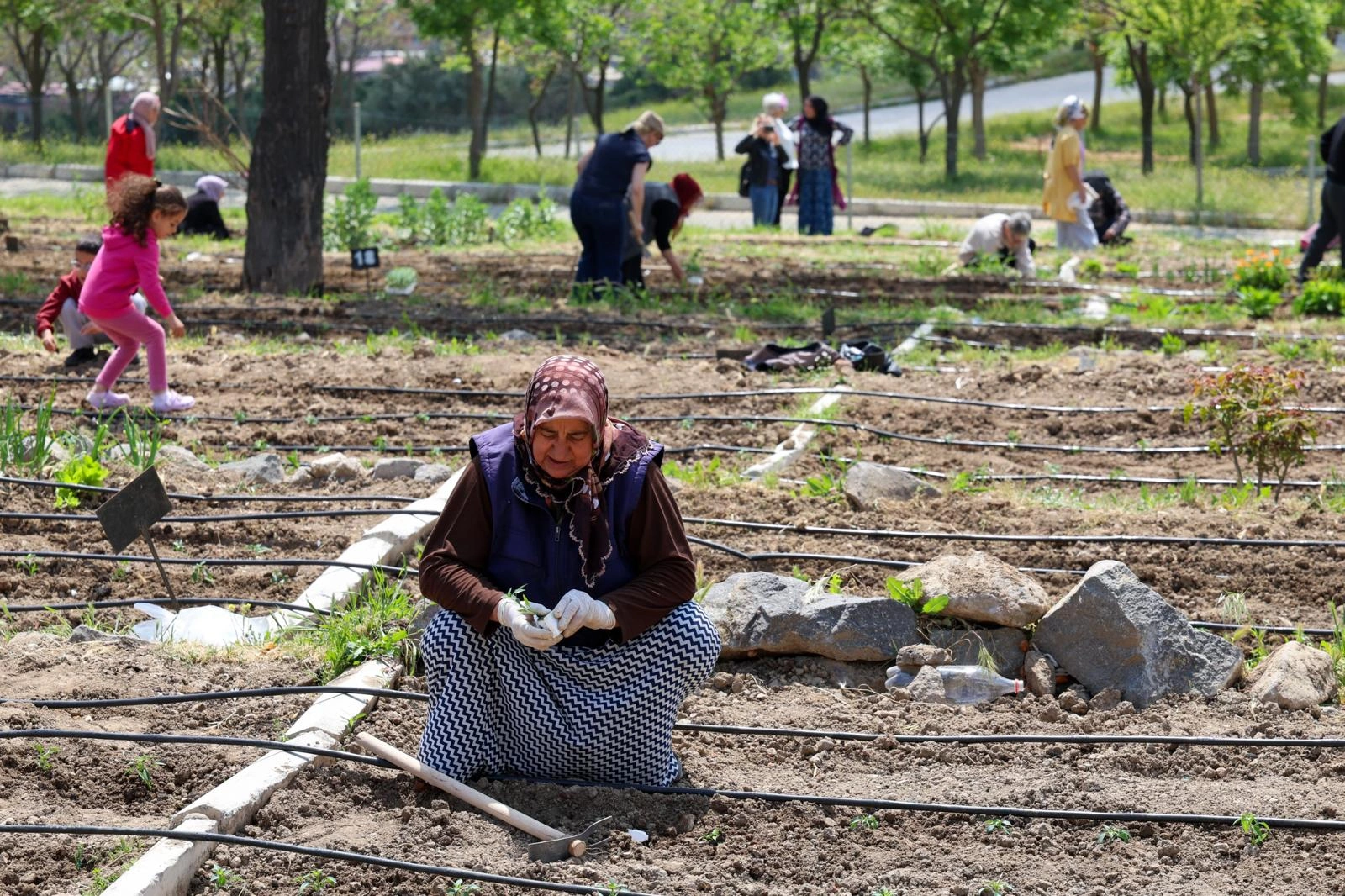 Toprakta hayat, sofrada bereket: Mahalle Bostanları’nda yaz hasadı 2 Toprakta hayat, sofrada bereket: Mahalle Bostanları’nda yaz hasadı
