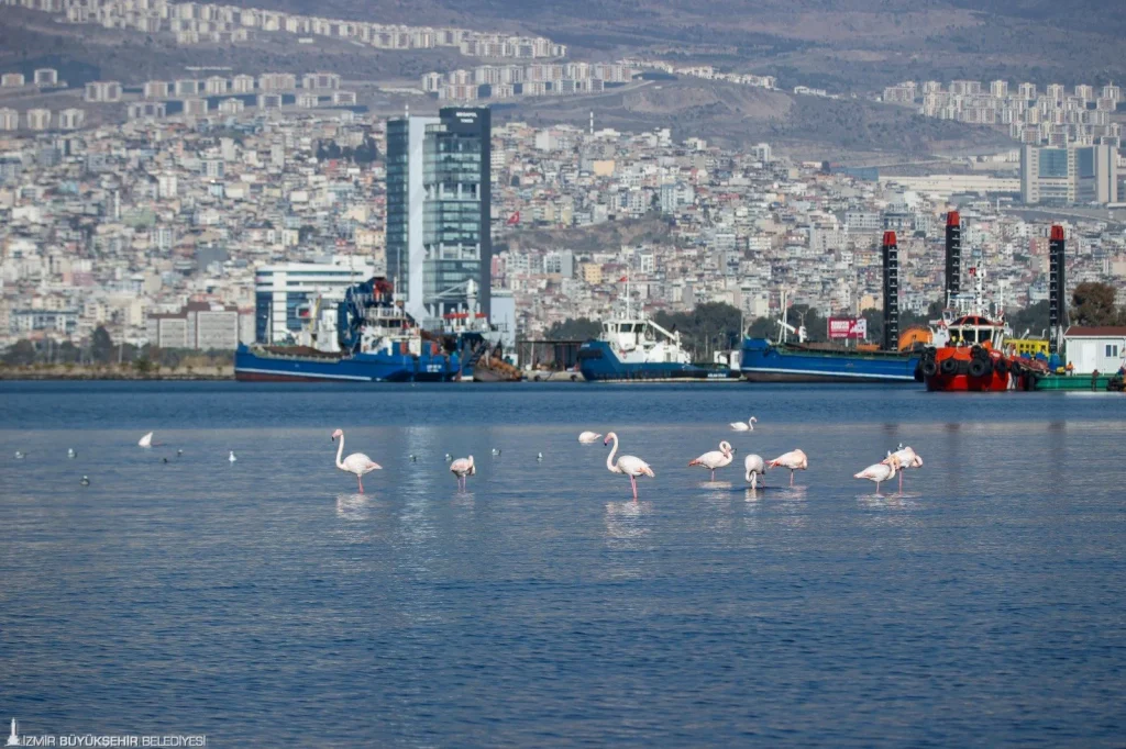 İzmir’in iklim deneyimi Avrupa’ya taşınacak