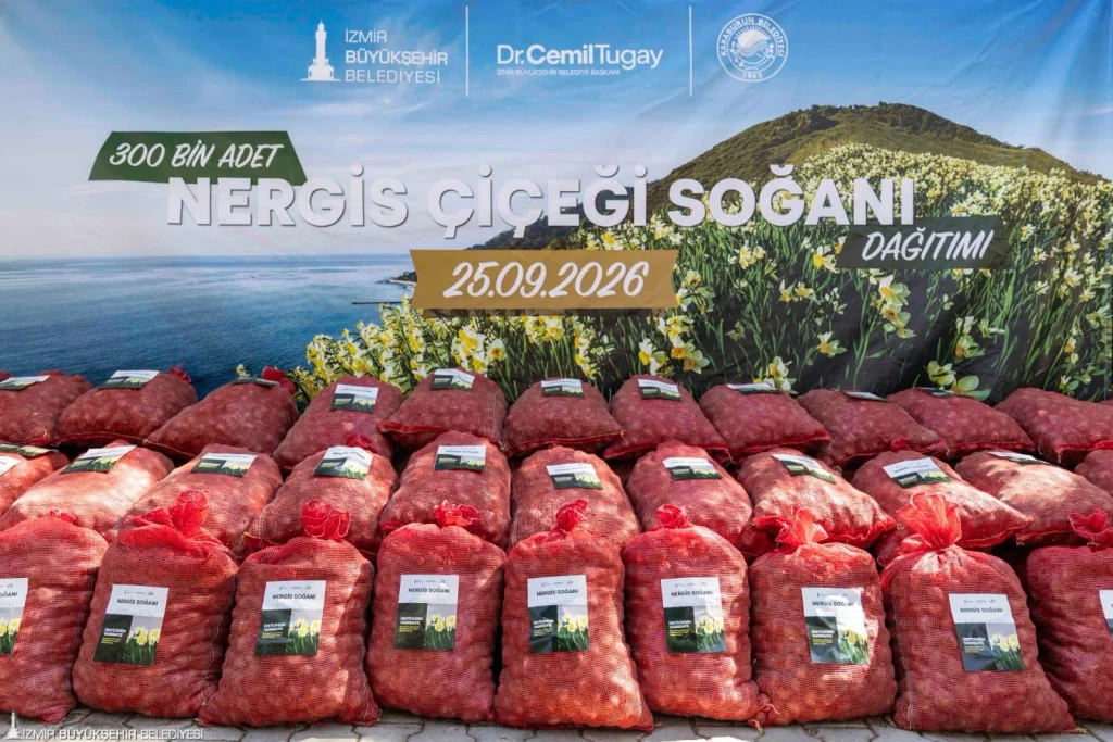 Karaburun’un nergis üretimine büyük destek: 300 bin soğan toprakla buluşuyor!