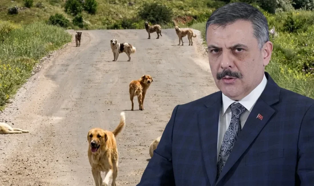 Sokaklardaki başıboş köpeklerin toplanması ve barınaklara alınması sürecinde 78 ilde