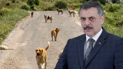 Sokaklardaki başıboş köpeklerin toplanması ve barınaklara alınması sürecinde 78 ilde