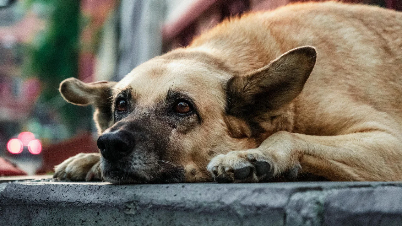 81 ilde dev sokak köpeği denetimi: Müfettişler sahaya indi!