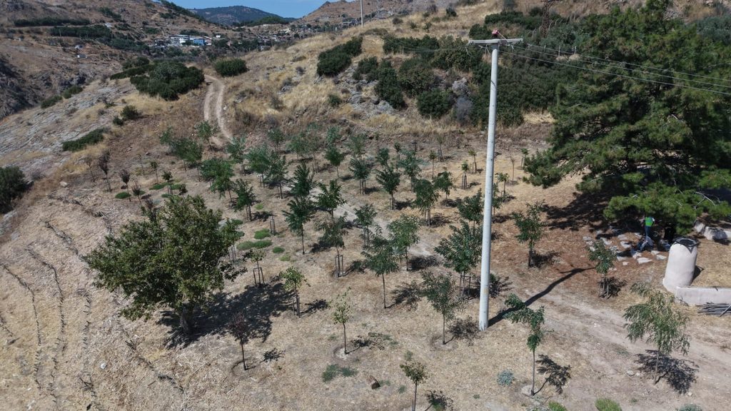 Yamanlar yangınının yaraları sarılıyor: 213 futbol sahası büyüklüğündeki alanda yeşil dönüşüm