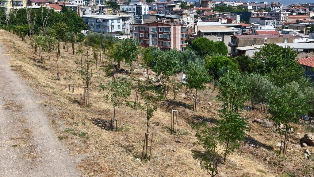 Yamanlar yangınının yaraları sarılıyor: 213 futbol sahası büyüklüğündeki alanda yeşil dönüşüm