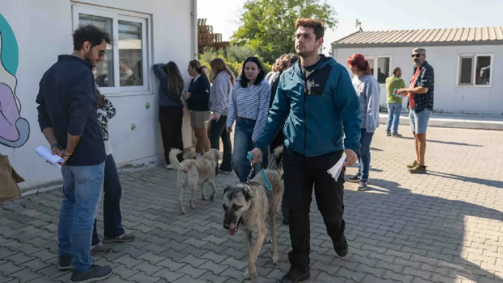 Bornova'da büyük sevinç! 83 can dostumuz sevgi dolu yuvalarına uğurlandı