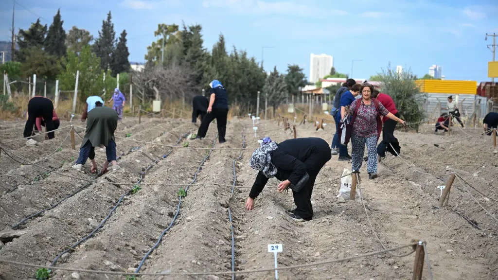 Bornova’da kadın eliyle kış bereketi: Kent bostanlarında yeni sezon başladı