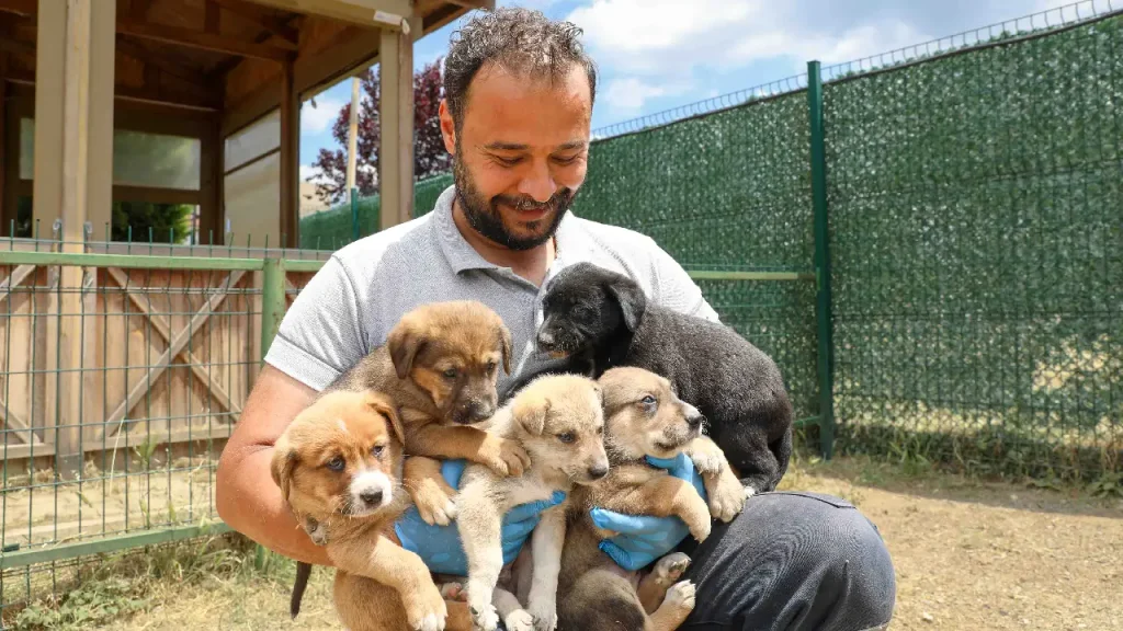 Satın alma, sahiplen! Buca Belediyesi'nden can dostlar için anlamlı çağrı... 1 Satın alma, sahiplen! Buca Belediyesi'nden can dostlar için anlamlı çağrı...