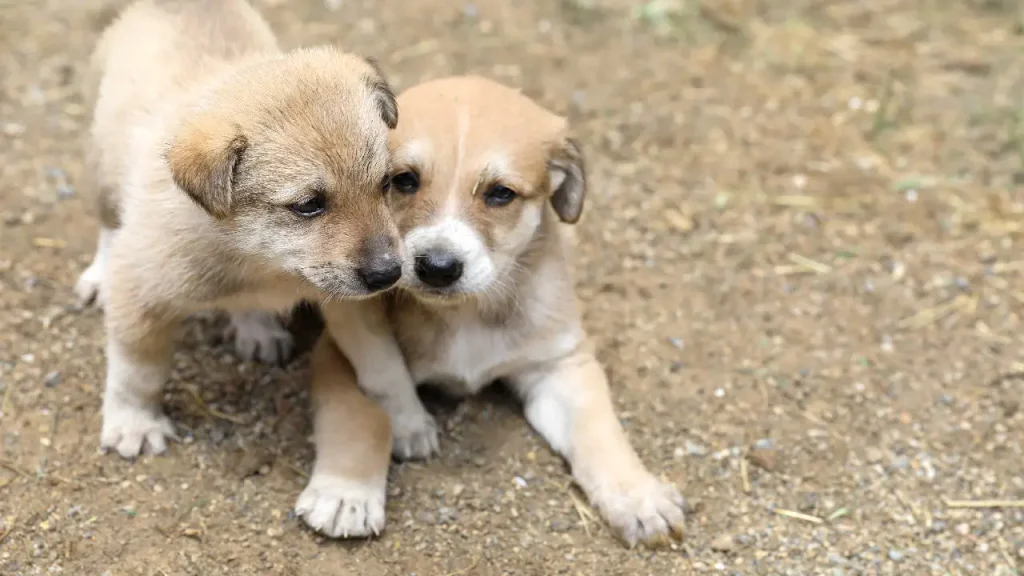 Satın alma, sahiplen! Buca Belediyesi'nden can dostlar için anlamlı çağrı... 2 Satın alma, sahiplen! Buca Belediyesi'nden can dostlar için anlamlı çağrı...