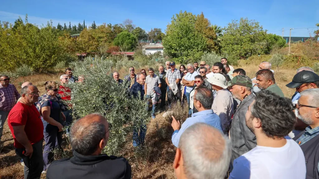 Buca’da “Sertifikalı Zeytin Budama Eğitimi” tamamlandı